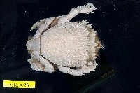 藏品(蛙形蟹)的圖片